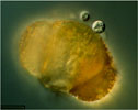 images/Aurantiochytrium_limacinum_on_pine_pollen_100.jpg