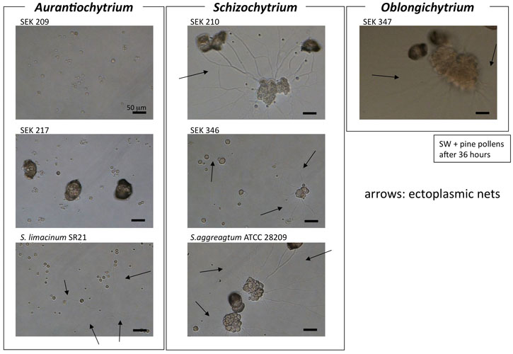 images/schizochytrium_sl_net_comp_500.jpg