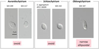 images/schizochytrium_sl_zoospore_comp_100.jpg