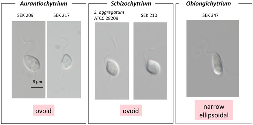 images/schizochytrium_sl_zoospore_comp_400.jpg